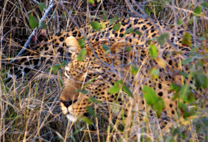 safrica152: South Africa - South Africa Leopard stalking in bush, Singita - photo by B.Cain - (c) Travel-Images.com - Stock Photography agency - Image Bank