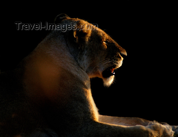 safrica153: South Africa - South Africa Lioness at dusk, Singita - photo by B.Cain - (c) Travel-Images.com - Stock Photography agency - Image Bank