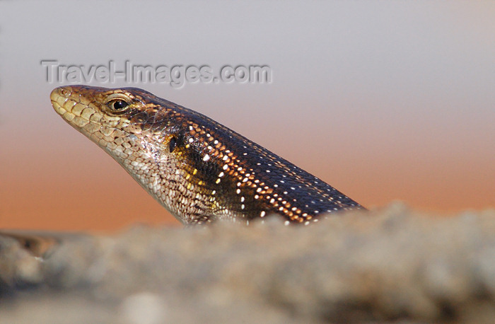 safrica154: South Africa - South Africa Lizard close-up, Singita - photo by B.Cain - (c) Travel-Images.com - Stock Photography agency - Image Bank