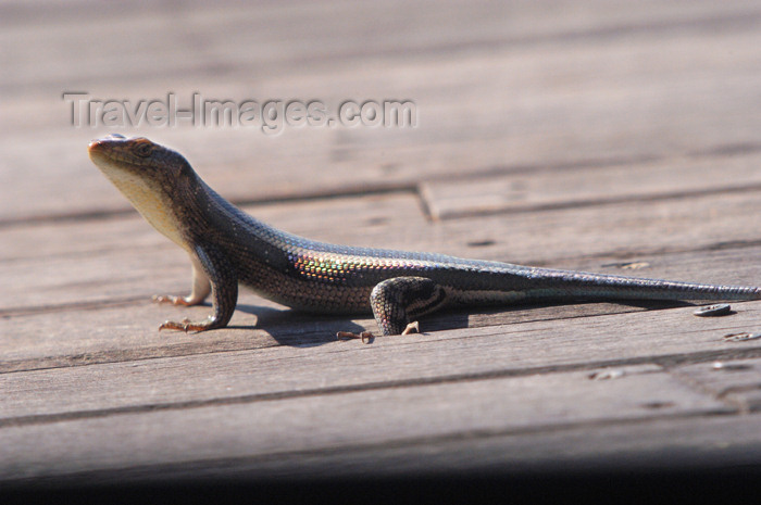 safrica155: South Africa - South Africa Lizard on deck of guest suite, Singita Game Reserve - photo by B.Cain - (c) Travel-Images.com - Stock Photography agency - Image Bank