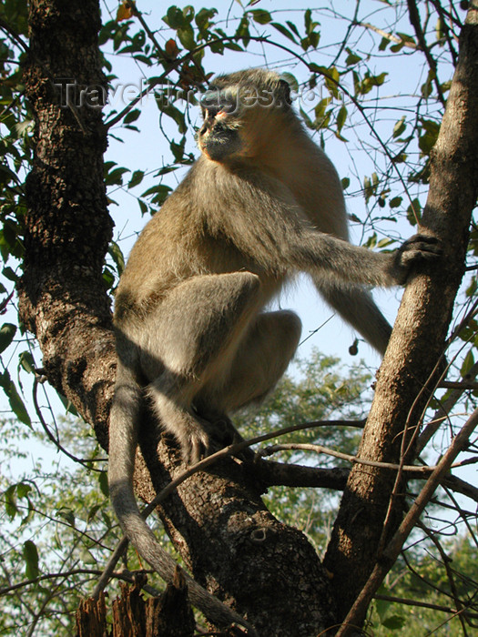 safrica158: South Africa - South Africa Monkey in tree, Singita - photo by B.Cain - (c) Travel-Images.com - Stock Photography agency - Image Bank