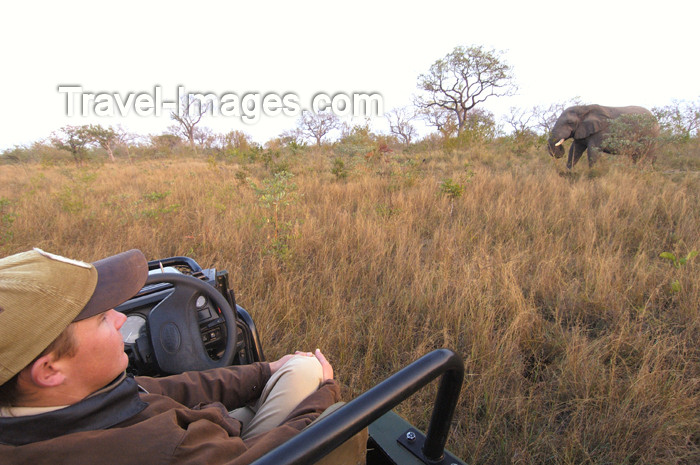 safrica159: South Africa - South Africa Observing an elephant from vehicle, Singita - photo by B.Cain - (c) Travel-Images.com - Stock Photography agency - Image Bank