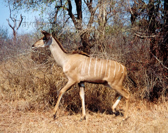 safrica16: South Africa - Kruger Park (Eastern Transvaal): female kudu - Bovidae, Tragelaphus - photo by M.Torres - (c) Travel-Images.com - Stock Photography agency - Image Bank