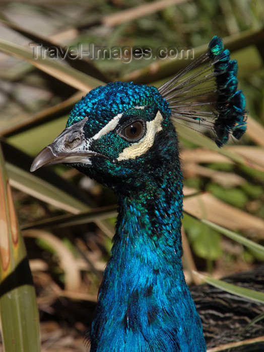 safrica161: South Africa - Peacock close-up, big cats rehab ctr, Oudtshoorn - photo by B.Cain - (c) Travel-Images.com - Stock Photography agency - Image Bank