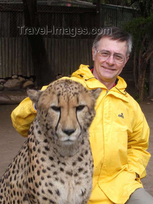 safrica162: South Africa - Petting a Cheetah, big cats rehab ctr, Oudtshoorn - photo by B.Cain - (c) Travel-Images.com - Stock Photography agency - Image Bank