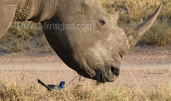 safrica168: South Africa - South Africa Rhino close-up with bird - Southern White Rhinoceros - Ceratotherium simum simum, Singita - photo by B.Cain - (c) Travel-Images.com - Stock Photography agency - Image Bank