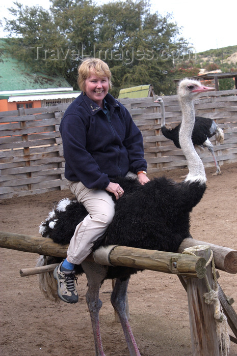 safrica169: South Africa - Riding an ostrich, Oudtshoorn - photo by B.Cain - (c) Travel-Images.com - Stock Photography agency - Image Bank