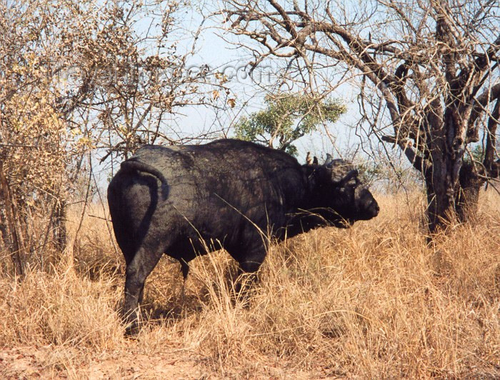 safrica17: South Africa - Kruger Park (Eastern Transvaal): Cape buffalo - Syncerus caffer - photo by M.Torres - (c) Travel-Images.com - Stock Photography agency - Image Bank