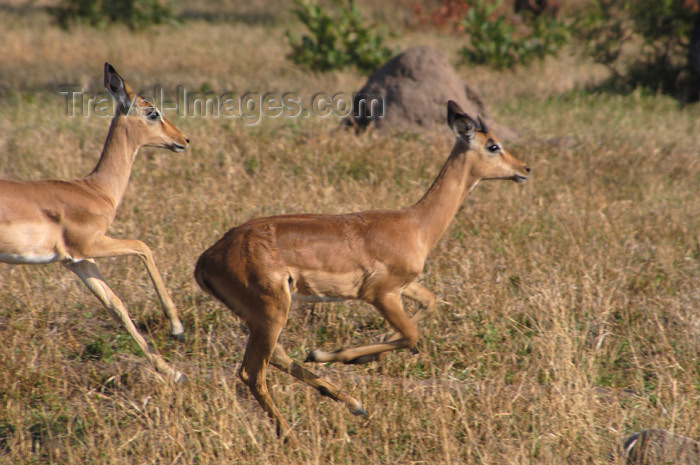 safrica171: South Africa - South Africa Running impalas, Singita - photo by B.Cain - (c) Travel-Images.com - Stock Photography agency - Image Bank