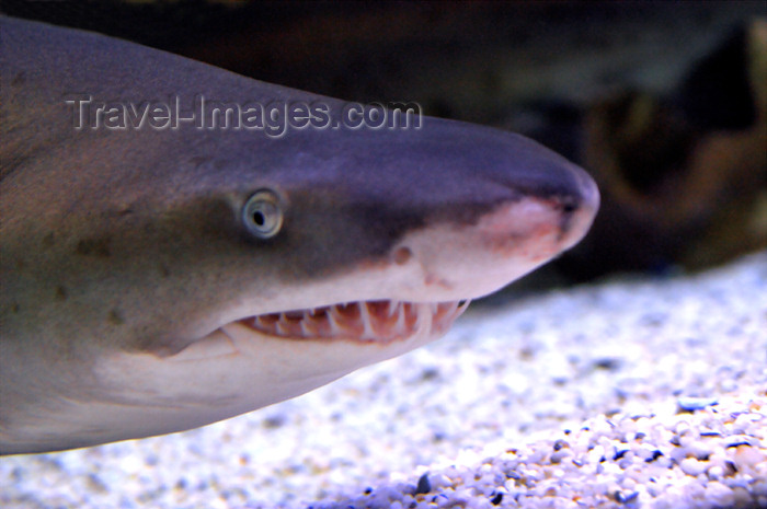 safrica173: South Africa - Shark close-up at Two Oceans Aquarium, Cape Town - photo by B.Cain - (c) Travel-Images.com - Stock Photography agency - Image Bank