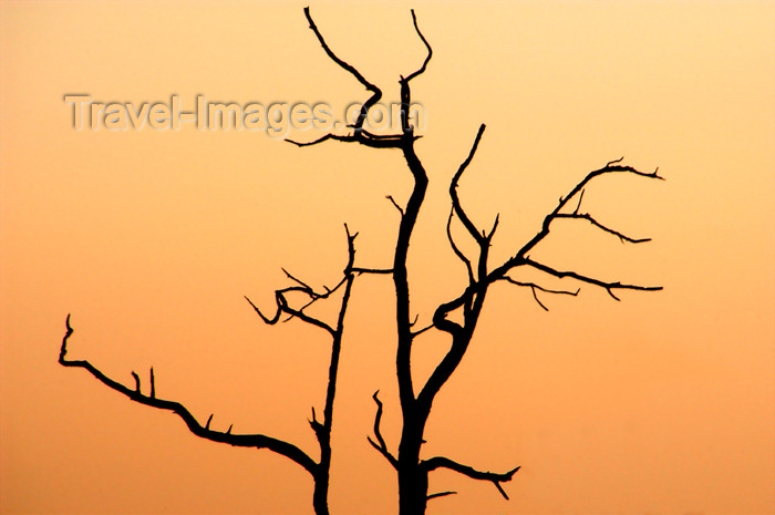 safrica175: South Africa - South Africa Silhouetted tree branches at sunset, Singita - photo by B.Cain - (c) Travel-Images.com - Stock Photography agency - Image Bank