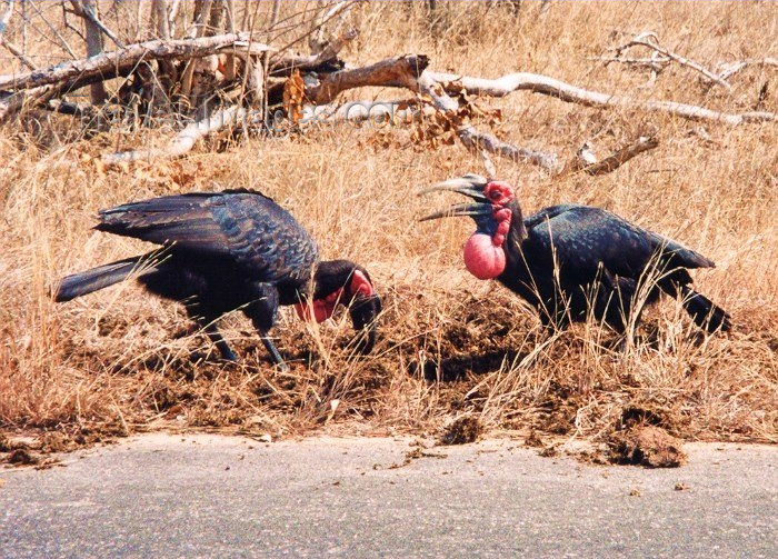 safrica18: South Africa - Kruger Park (Eastern Transvaal): Ground hornbills enjoy a banquet of dung - Bromvoel - family: Bucerotidae - photo by M.Torres - (c) Travel-Images.com - Stock Photography agency - Image Bank