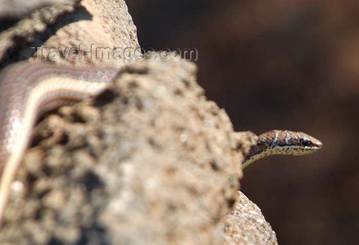 safrica180: South Africa - South Africa Snake, Singita - photo by B.Cain - (c) Travel-Images.com - Stock Photography agency - Image Bank