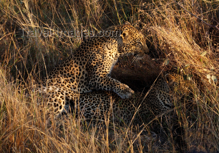 safrica188: South Africa - South Africa Two leopards mating in bush, Singita - photo by B.Cain - (c) Travel-Images.com - Stock Photography agency - Image Bank