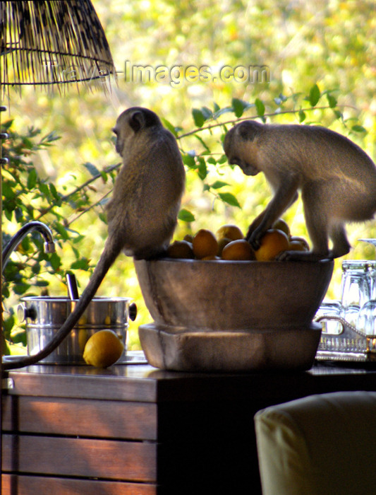 safrica189: South Africa - South Africa Two monkeys raiding fruit bowl, Singita - photo by B.Cain - (c) Travel-Images.com - Stock Photography agency - Image Bank