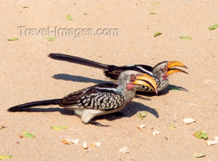 safrica19: South Africa - Kruger Park (Eastern Transvaal): Yellowbilled hornbills - family: Bucerotidae - photo by M.Torres - (c) Travel-Images.com - Stock Photography agency - Image Bank