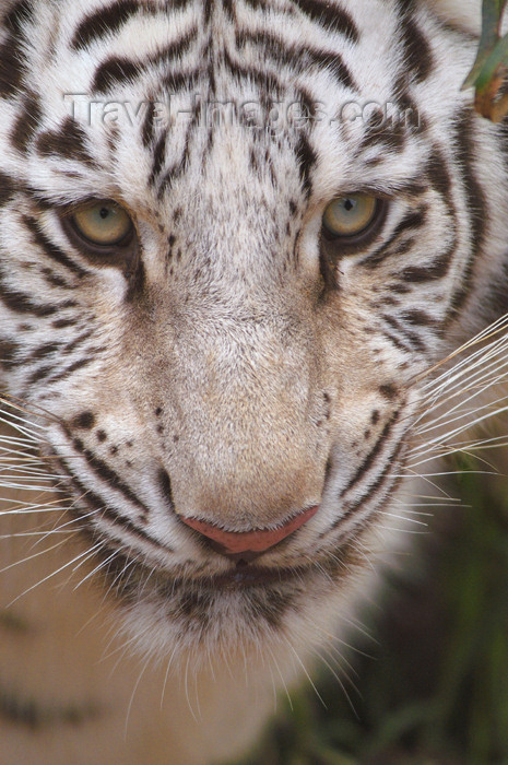 safrica193: South Africa - White Tiger Close-up, big cats rehab ctr, Oudtshoorn - photo by B.Cain - (c) Travel-Images.com - Stock Photography agency - Image Bank