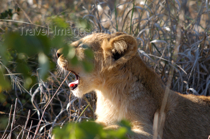 safrica195: South Africa - South Africa Yawning lion cub, Singita - photo by B.Cain - (c) Travel-Images.com - Stock Photography agency - Image Bank