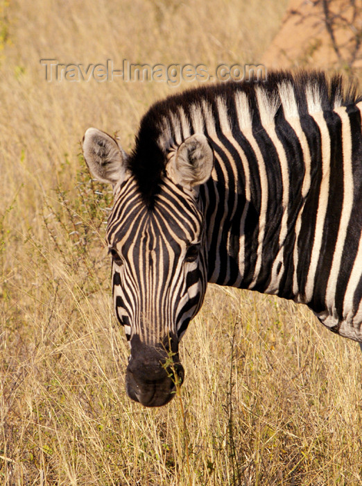 safrica196: South Africa - South Africa Zebra head & shoulders, Singita - photo by B.Cain - (c) Travel-Images.com - Stock Photography agency - Image Bank