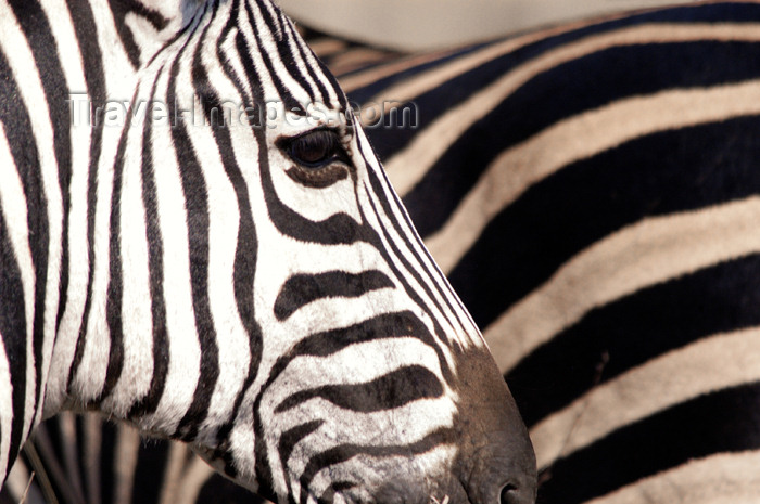 safrica197: South Africa - South Africa Zebra stripes, Singita - photo by B.Cain - (c) Travel-Images.com - Stock Photography agency - Image Bank