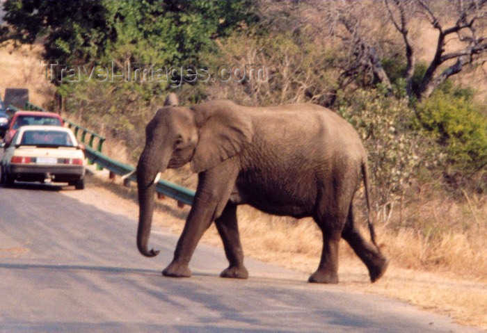 safrica20: South Africa - Kruger Park (Eastern Transvaal): African elephant - Loxodonta africana - photo by M.Torres - (c) Travel-Images.com - Stock Photography agency - Image Bank
