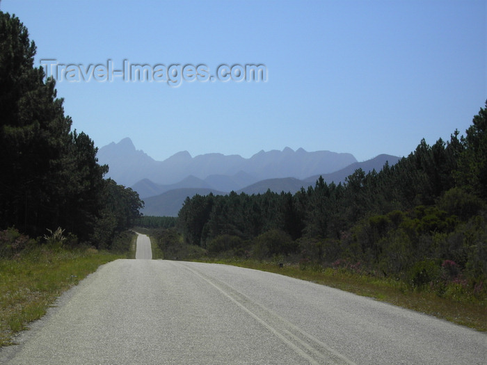 safrica201: Tsitsikamma National Park,  Western Cape, South Africa: scenic drive along a forest lined road - Garden Route - photo by D.Steppuhn - (c) Travel-Images.com - Stock Photography agency - Image Bank