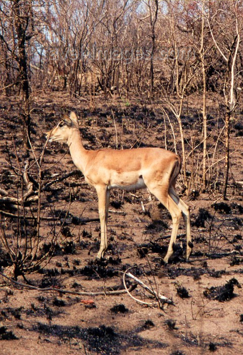 safrica21: South Africa - Kruger Park (Eastern Transvaal): impala on burned ground - Aepyceros melampus - photo by M.Torres - (c) Travel-Images.com - Stock Photography agency - Image Bank