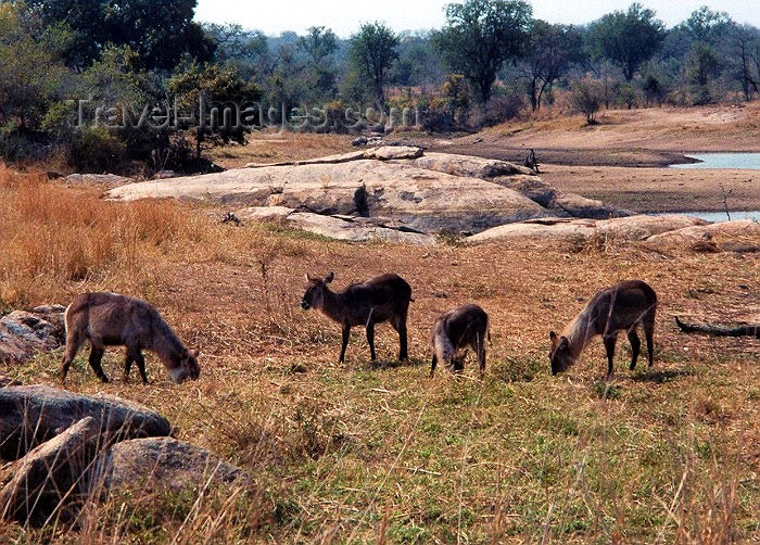 safrica22: South Africa - Kruger Park (Eastern Transvaal): : Sharpe's grysboks - Raphicerus sharpei - photo by M.Torres - (c) Travel-Images.com - Stock Photography agency - Image Bank