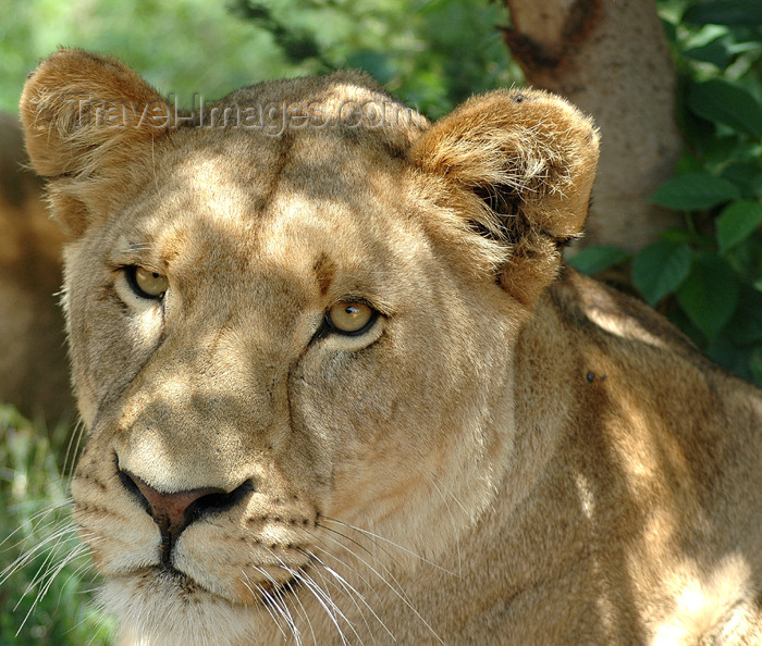 safrica298: South Africa - Pilanesberg National Park: adult lioness - photo by K.Osborn - (c) Travel-Images.com - Stock Photography agency - Image Bank