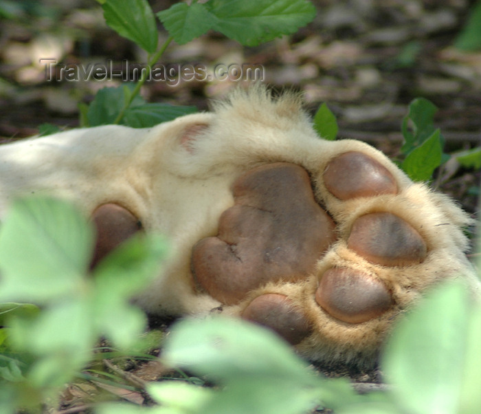 safrica299: South Africa - Pilanesberg National Park: lion paw - photo by K.Osborn - (c) Travel-Images.com - Stock Photography agency - Image Bank