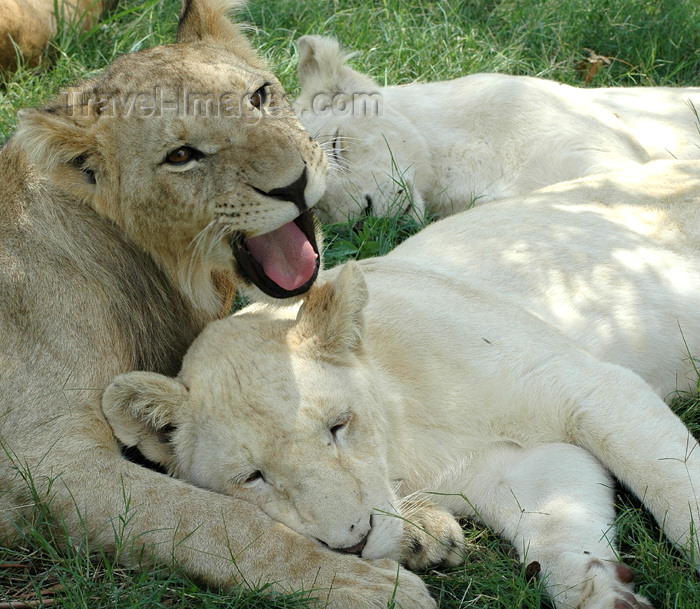 safrica300: South Africa - Pilanesberg National Park: lions - growl - photo by K.Osborn - (c) Travel-Images.com - Stock Photography agency - Image Bank