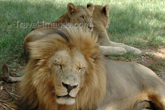 safrica301: South Africa - Pilanesberg National Park: Lion - king of jungle - male - panthera leo - photo by K.Osborn - (c) Travel-Images.com - Stock Photography agency - Image Bank