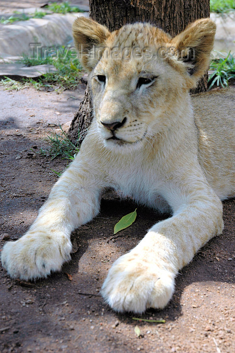 safrica302: South Africa - Pilanesberg National Park: lion cub - feline - photo by K.Osborn - (c) Travel-Images.com - Stock Photography agency - Image Bank