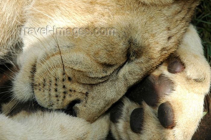 safrica303: South Africa - Pilanesberg National Park: lion resting on a paw - Felidae - photo by K.Osborn - (c) Travel-Images.com - Stock Photography agency - Image Bank