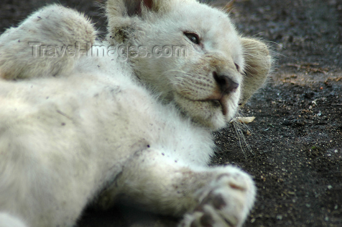 safrica304: South Africa - Pilanesberg National Park: white lion from Timbavati - playful cub - photo by K.Osborn - (c) Travel-Images.com - Stock Photography agency - Image Bank