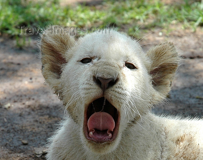 safrica305: South Africa - Pilanesberg National Park: white lion - tired cub - baby lion - photo by K.Osborn - (c) Travel-Images.com - Stock Photography agency - Image Bank