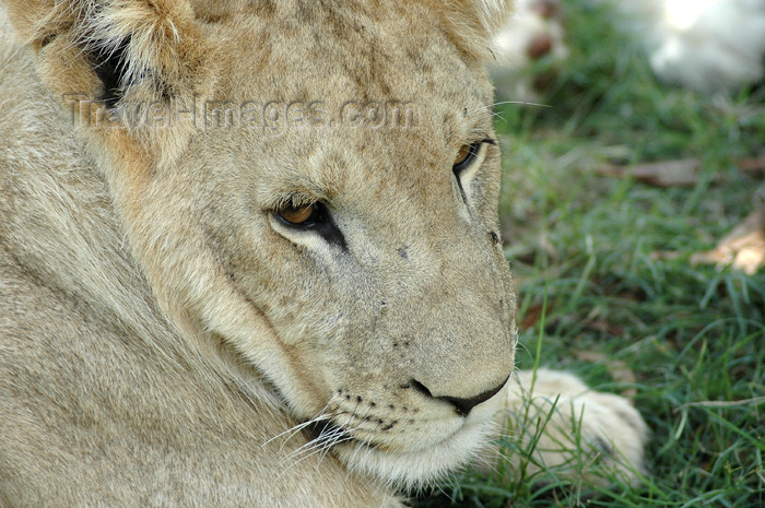 safrica306: South Africa - Pilanesberg National Park: lion - cute face - photo by K.Osborn - (c) Travel-Images.com - Stock Photography agency - Image Bank