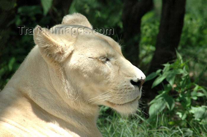 safrica307: South Africa - Pilanesberg National Park: white lioness - photo by K.Osborn - (c) Travel-Images.com - Stock Photography agency - Image Bank
