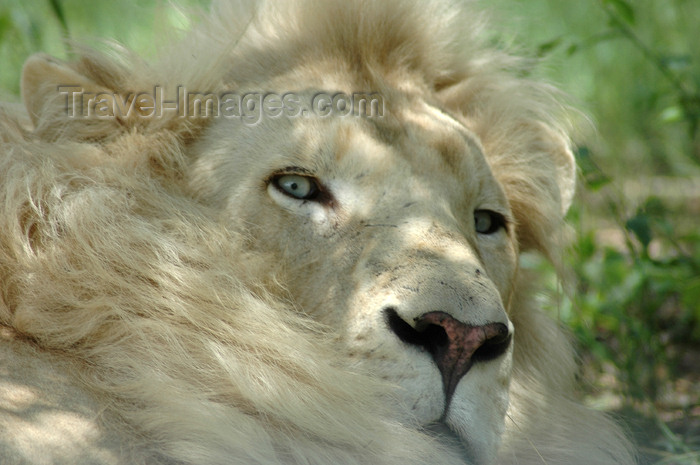 safrica308: South Africa - Pilanesberg National Park: lion - white male - head - leon blanco - photo by K.Osborn - (c) Travel-Images.com - Stock Photography agency - Image Bank