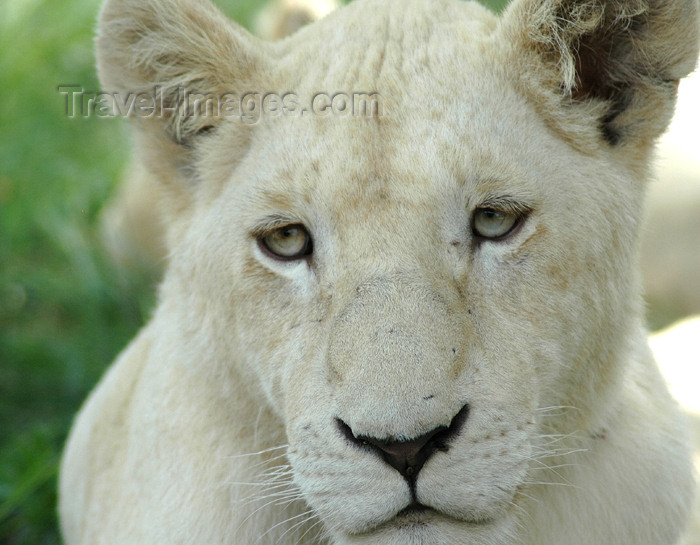 safrica309: South Africa - Pilanesberg National Park: young white lioness - albino - albino - leon blanco - photo by K.Osborn - (c) Travel-Images.com - Stock Photography agency - Image Bank