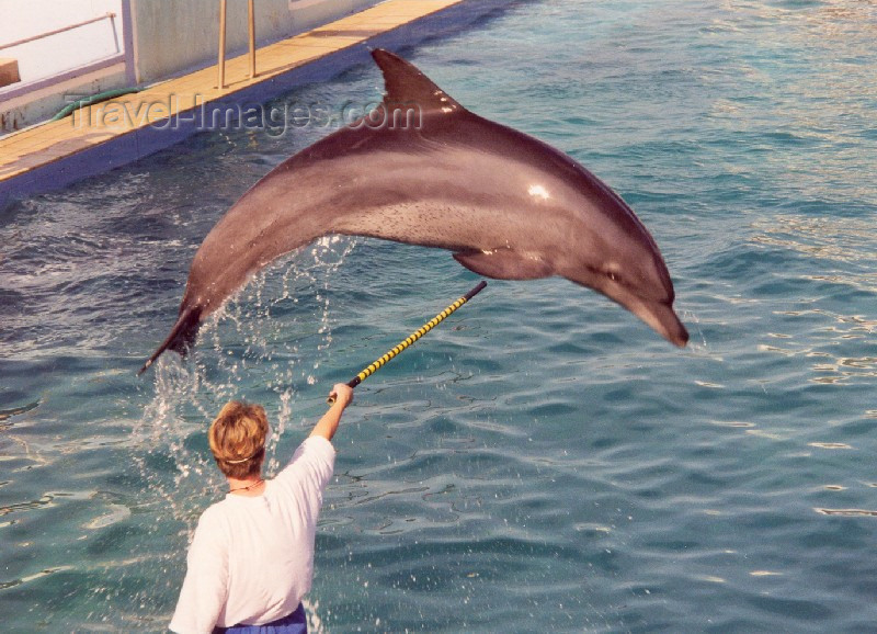 safrica37: South Africa - Port Elizabeth / PLZ: dolphins can fly - the oceanarium (at the Snake Park) - photo by M.Torres - (c) Travel-Images.com - Stock Photography agency - Image Bank