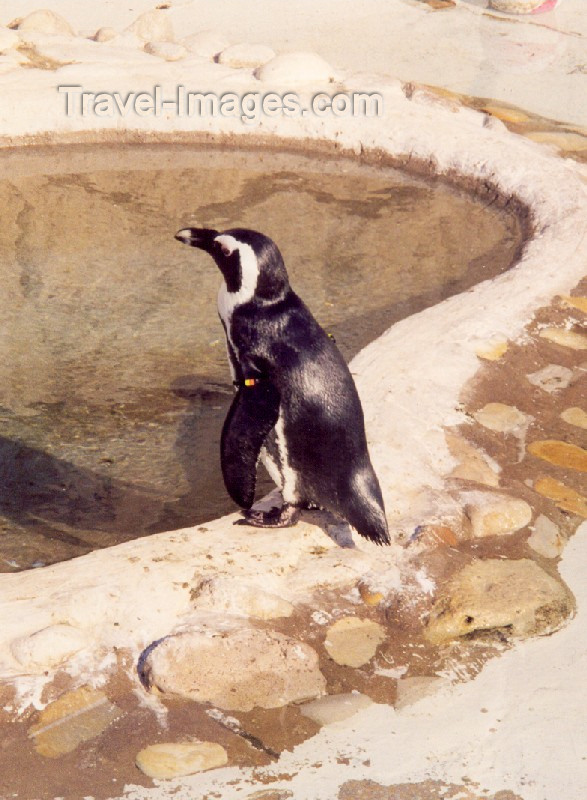 safrica38: South Africa - Port Elizabeth / PLZ: penguin - the Oceanarium (at the Snake Park) - photo by M.Torres - (c) Travel-Images.com - Stock Photography agency - Image Bank