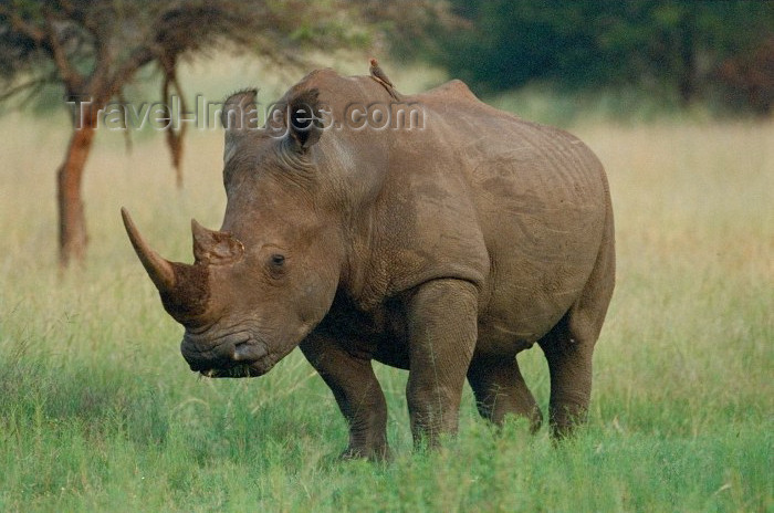 safrica39: South Africa - Pilansberg Game Reserve (Northwest province): a magnificent White Rhino looks at the photographer - rhinoceros - rinoceronte - photo by R.Eime - (c) Travel-Images.com - Stock Photography agency - Image Bank