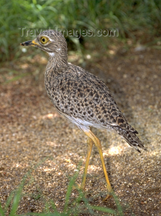 safrica48: South Africa - Pilansberg National Park: Spotted Dikkop - Burhinus capensis - photo by R.Eime - (c) Travel-Images.com - Stock Photography agency - Image Bank
