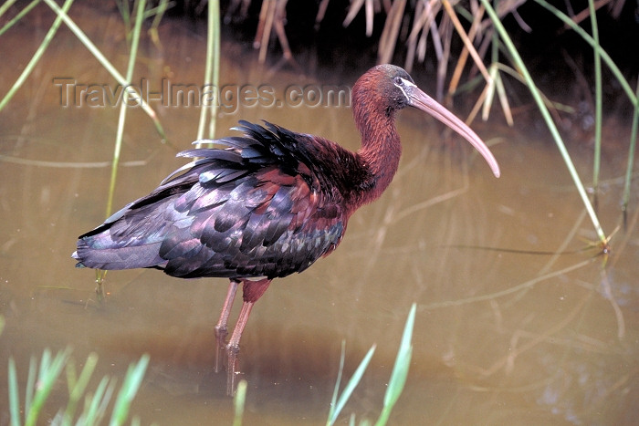safrica49: South Africa - Pilansberg National Park: Glossy Ibis - Plegadis falcinellus at Golden Leopard Resort - photo by R.Eime - (c) Travel-Images.com - Stock Photography agency - Image Bank