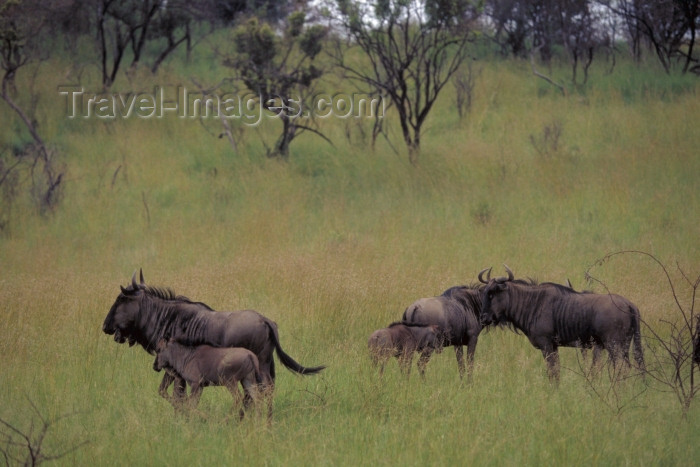 safrica50: South Africa - Pilansberg National Park: wildebeest / Gnus - photo by R.Eime - (c) Travel-Images.com - Stock Photography agency - Image Bank