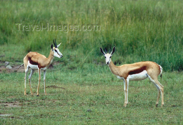 safrica51: South Africa - Pilanesberg National Park: two Springbok - photo by R.Eime - (c) Travel-Images.com - Stock Photography agency - Image Bank