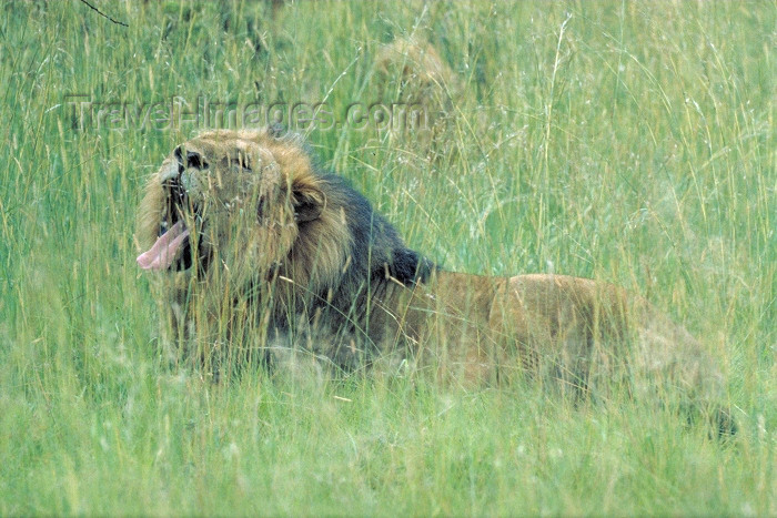 safrica52: South Africa - Pilanesberg National Park: male lion yawning in the long grass - photo by R.Eime - (c) Travel-Images.com - Stock Photography agency - Image Bank