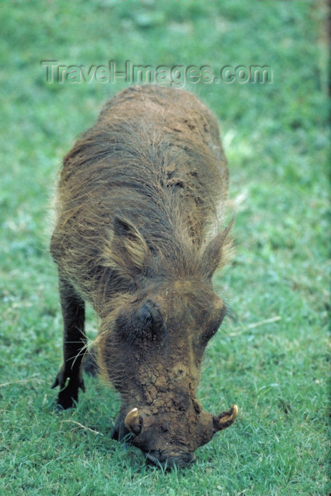 safrica53: South Africa - Pilanesberg National Park: muddy wart hog grazing - photo by R.Eime - (c) Travel-Images.com - Stock Photography agency - Image Bank