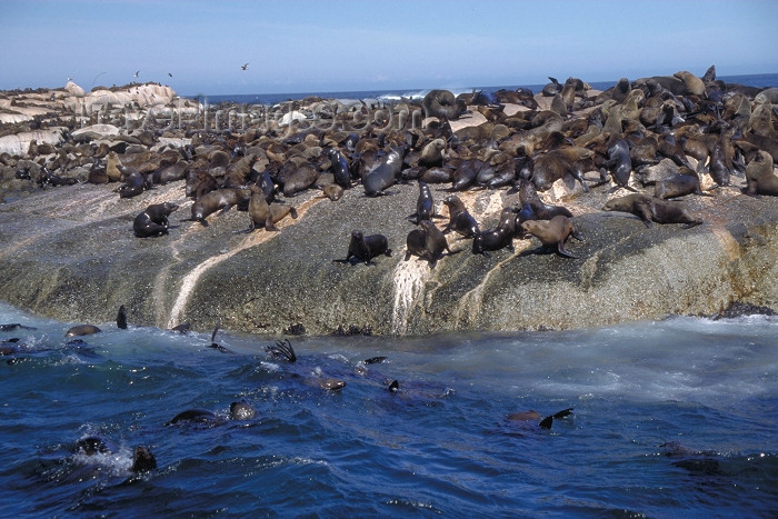safrica55: Duiker Island, Western Cape, South Africa: Cape Fur Seal colony - photo by R.Eime - (c) Travel-Images.com - Stock Photography agency - Image Bank